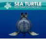 Sea Turtle Restoration Project 